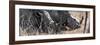 Awesome South Africa Collection Panoramic - White Rhinos Sleeping-Philippe Hugonnard-Framed Photographic Print