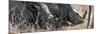 Awesome South Africa Collection Panoramic - White Rhinos Sleeping-Philippe Hugonnard-Mounted Photographic Print