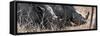 Awesome South Africa Collection Panoramic - White Rhinos Sleeping-Philippe Hugonnard-Framed Stretched Canvas