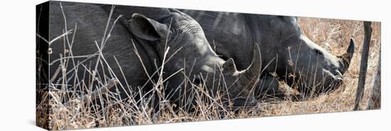 Awesome South Africa Collection Panoramic - White Rhinos Sleeping-Philippe Hugonnard-Stretched Canvas