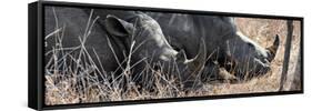 Awesome South Africa Collection Panoramic - White Rhinos Sleeping-Philippe Hugonnard-Framed Stretched Canvas