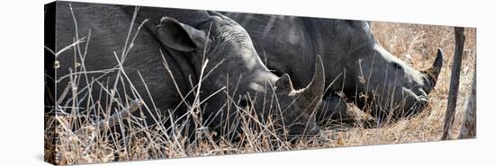 Awesome South Africa Collection Panoramic - White Rhinos Sleeping-Philippe Hugonnard-Stretched Canvas