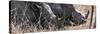 Awesome South Africa Collection Panoramic - White Rhinos Sleeping-Philippe Hugonnard-Stretched Canvas