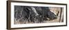 Awesome South Africa Collection Panoramic - White Rhinos Sleeping-Philippe Hugonnard-Framed Photographic Print