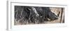 Awesome South Africa Collection Panoramic - White Rhinos Sleeping-Philippe Hugonnard-Framed Photographic Print