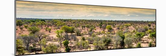 Awesome South Africa Collection Panoramic - Wide Landscape with Trees-Philippe Hugonnard-Mounted Photographic Print