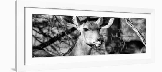 Awesome South Africa Collection Panoramic - Young Impala B&W-Philippe Hugonnard-Framed Photographic Print