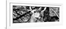 Awesome South Africa Collection Panoramic - Young Impala B&W-Philippe Hugonnard-Framed Photographic Print