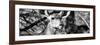 Awesome South Africa Collection Panoramic - Young Impala B&W-Philippe Hugonnard-Framed Photographic Print