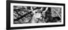 Awesome South Africa Collection Panoramic - Young Impala B&W-Philippe Hugonnard-Framed Photographic Print