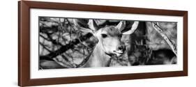 Awesome South Africa Collection Panoramic - Young Impala B&W-Philippe Hugonnard-Framed Photographic Print