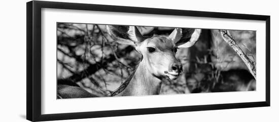 Awesome South Africa Collection Panoramic - Young Impala B&W-Philippe Hugonnard-Framed Photographic Print