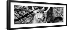 Awesome South Africa Collection Panoramic - Young Impala B&W-Philippe Hugonnard-Framed Photographic Print