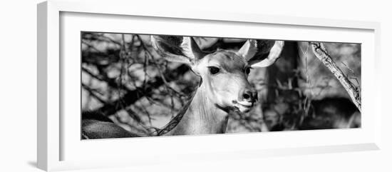 Awesome South Africa Collection Panoramic - Young Impala B&W-Philippe Hugonnard-Framed Photographic Print