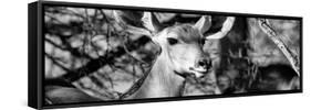 Awesome South Africa Collection Panoramic - Young Impala B&W-Philippe Hugonnard-Framed Stretched Canvas