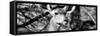 Awesome South Africa Collection Panoramic - Young Impala B&W-Philippe Hugonnard-Framed Stretched Canvas