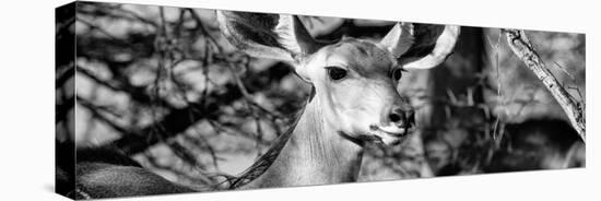 Awesome South Africa Collection Panoramic - Young Impala B&W-Philippe Hugonnard-Stretched Canvas