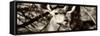 Awesome South Africa Collection Panoramic - Young Impala II-Philippe Hugonnard-Framed Stretched Canvas