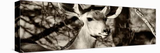 Awesome South Africa Collection Panoramic - Young Impala II-Philippe Hugonnard-Stretched Canvas