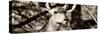 Awesome South Africa Collection Panoramic - Young Impala II-Philippe Hugonnard-Stretched Canvas