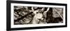 Awesome South Africa Collection Panoramic - Young Impala II-Philippe Hugonnard-Framed Photographic Print