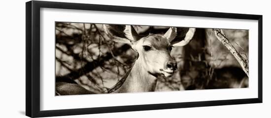 Awesome South Africa Collection Panoramic - Young Impala II-Philippe Hugonnard-Framed Photographic Print
