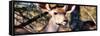 Awesome South Africa Collection Panoramic - Young Impala-Philippe Hugonnard-Framed Stretched Canvas