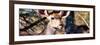 Awesome South Africa Collection Panoramic - Young Impala-Philippe Hugonnard-Framed Photographic Print