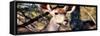 Awesome South Africa Collection Panoramic - Young Impala-Philippe Hugonnard-Framed Stretched Canvas