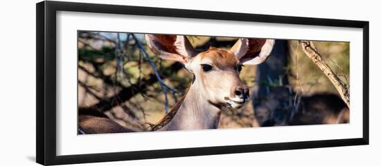 Awesome South Africa Collection Panoramic - Young Impala-Philippe Hugonnard-Framed Photographic Print