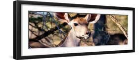 Awesome South Africa Collection Panoramic - Young Impala-Philippe Hugonnard-Framed Photographic Print