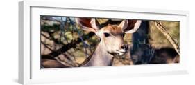 Awesome South Africa Collection Panoramic - Young Impala-Philippe Hugonnard-Framed Photographic Print