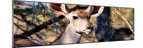 Awesome South Africa Collection Panoramic - Young Impala-Philippe Hugonnard-Mounted Photographic Print