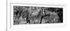 Awesome South Africa Collection Panoramic - Zebra B&W-Philippe Hugonnard-Framed Photographic Print