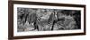 Awesome South Africa Collection Panoramic - Zebra B&W-Philippe Hugonnard-Framed Photographic Print