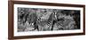 Awesome South Africa Collection Panoramic - Zebra B&W-Philippe Hugonnard-Framed Photographic Print