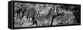 Awesome South Africa Collection Panoramic - Zebra B&W-Philippe Hugonnard-Framed Stretched Canvas