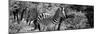 Awesome South Africa Collection Panoramic - Zebra B&W-Philippe Hugonnard-Mounted Photographic Print