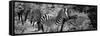 Awesome South Africa Collection Panoramic - Zebra B&W-Philippe Hugonnard-Framed Stretched Canvas
