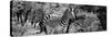 Awesome South Africa Collection Panoramic - Zebra B&W-Philippe Hugonnard-Stretched Canvas