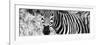 Awesome South Africa Collection Panoramic - Zebra Portrait B&W-Philippe Hugonnard-Framed Photographic Print