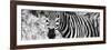 Awesome South Africa Collection Panoramic - Zebra Portrait B&W-Philippe Hugonnard-Framed Photographic Print