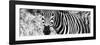 Awesome South Africa Collection Panoramic - Zebra Portrait B&W-Philippe Hugonnard-Framed Photographic Print