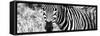 Awesome South Africa Collection Panoramic - Zebra Portrait B&W-Philippe Hugonnard-Framed Stretched Canvas