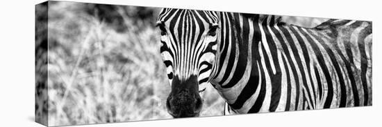 Awesome South Africa Collection Panoramic - Zebra Portrait B&W-Philippe Hugonnard-Stretched Canvas