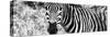 Awesome South Africa Collection Panoramic - Zebra Portrait B&W-Philippe Hugonnard-Stretched Canvas