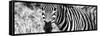 Awesome South Africa Collection Panoramic - Zebra Portrait B&W-Philippe Hugonnard-Framed Stretched Canvas