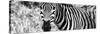 Awesome South Africa Collection Panoramic - Zebra Portrait B&W-Philippe Hugonnard-Stretched Canvas