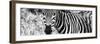 Awesome South Africa Collection Panoramic - Zebra Portrait B&W-Philippe Hugonnard-Framed Photographic Print