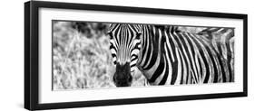 Awesome South Africa Collection Panoramic - Zebra Portrait B&W-Philippe Hugonnard-Framed Photographic Print